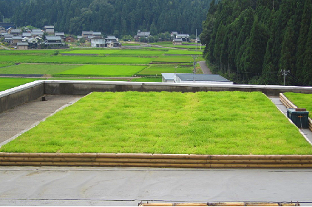 1583390075931231.png 3后期维护管理效果实例(铺设完成1年后)_看图王.png