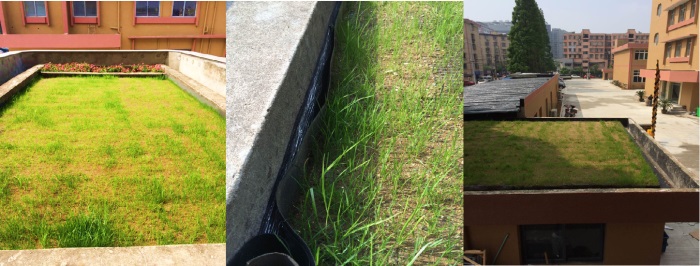 1583390128864508.jpg 5 屋顶绿化 宁波.jpg